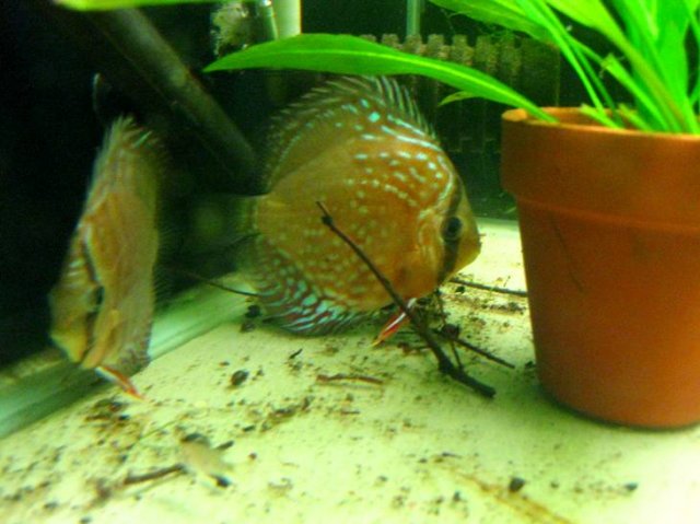 New Fish 3.jpg