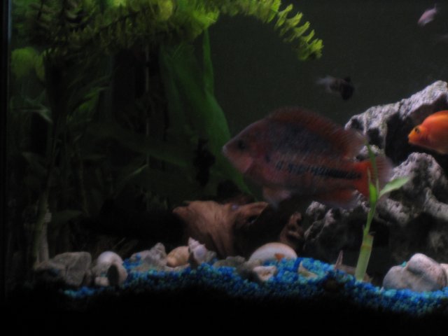 fresh water tank 002.jpg