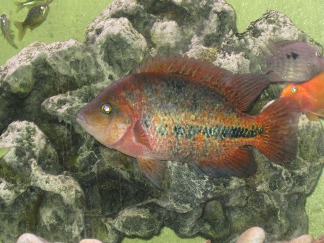 fresh water tank 003.jpg