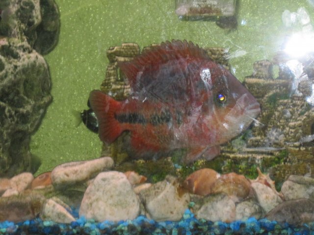 fresh water tank 006.jpg