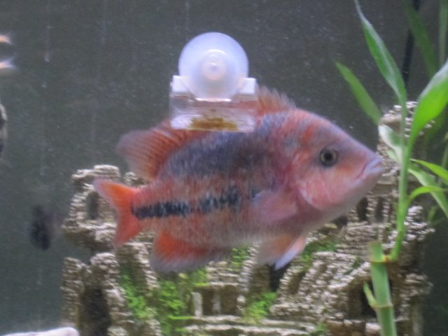 fresh water tank 007.jpg