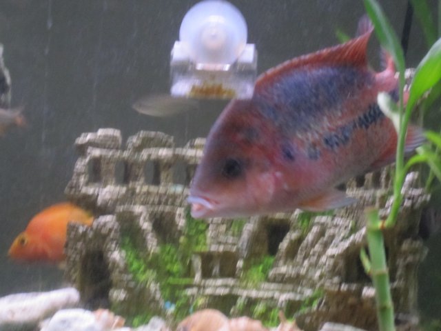 fresh water tank 008.jpg