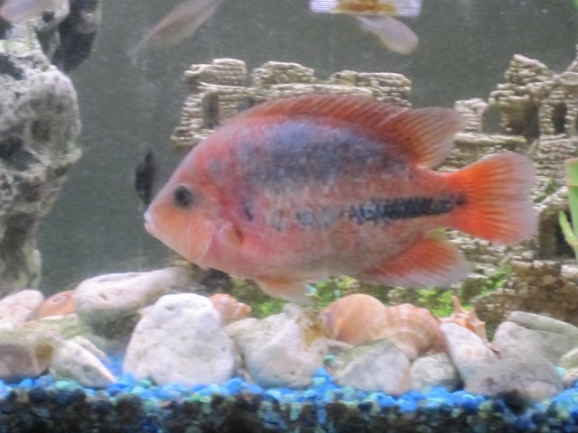 fresh water tank 009.jpg