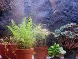 Left End Semi-completed 125 Gallon Terrarium.jpg