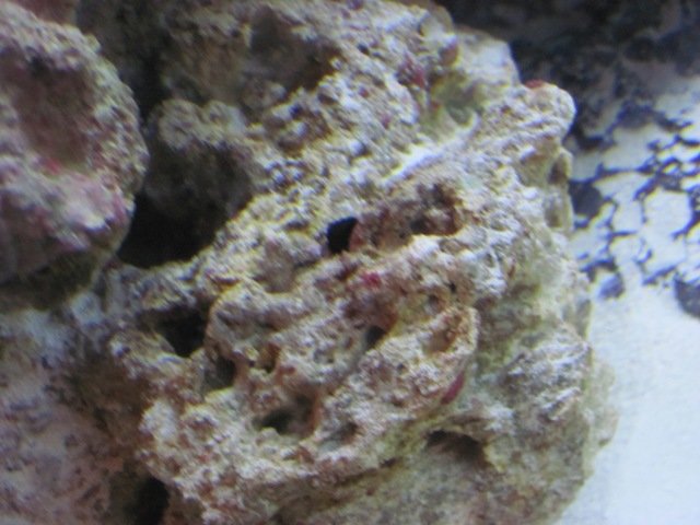 blenny.JPG