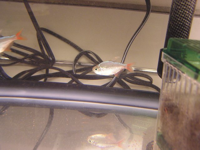 tetras might have ich 001.jpg