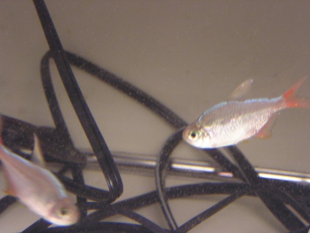 tetras might have ich 002.jpg