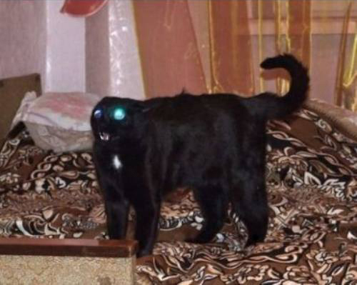 BratCat.jpg