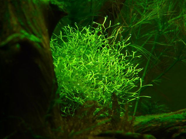 P1020417.JPG