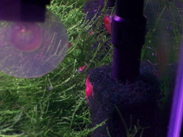 red cherry shrimp tank.jpg