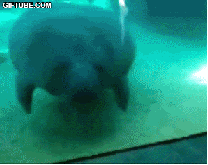 Bump.gif