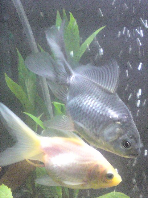 fish6.JPG