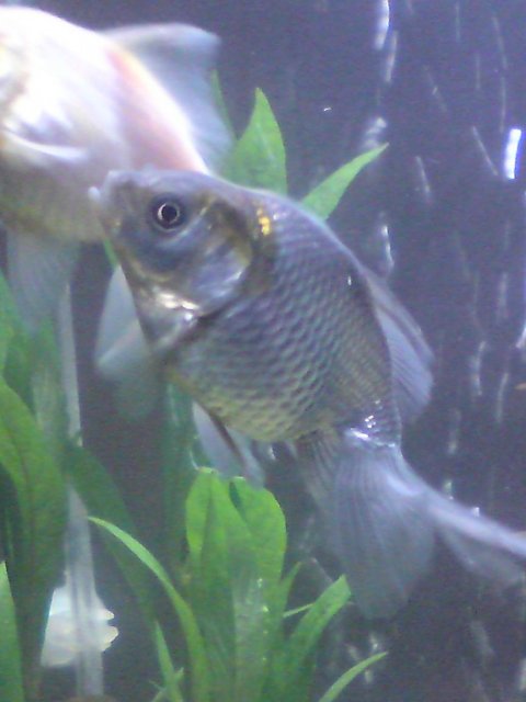fish5.JPG