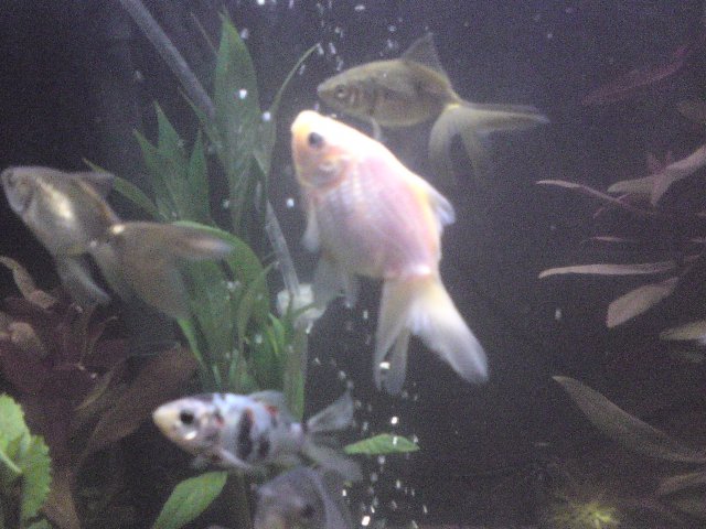 fish4.JPG