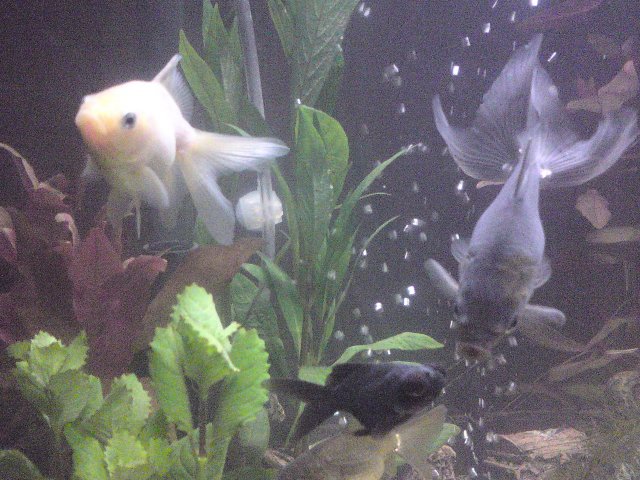 fish2.JPG