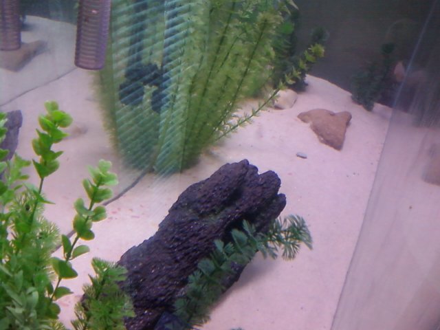 fish2.jpg