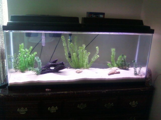 fish1.jpg