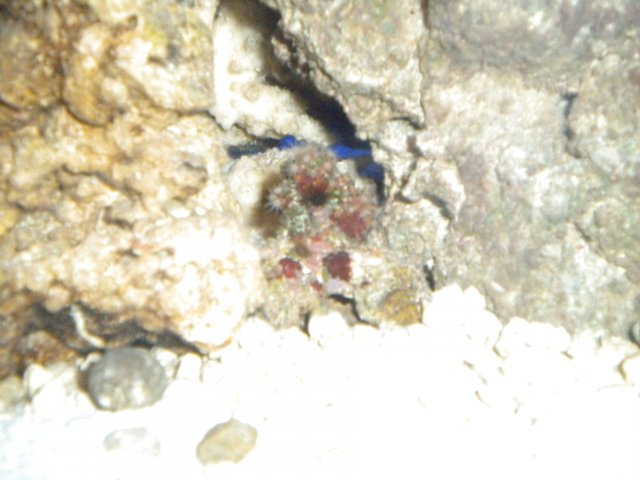 Red chilli cactus coral with polyps extended.JPG