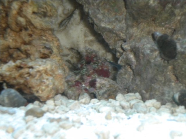 Red Cactus 3.JPG