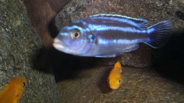 blurrymbuna.jpg