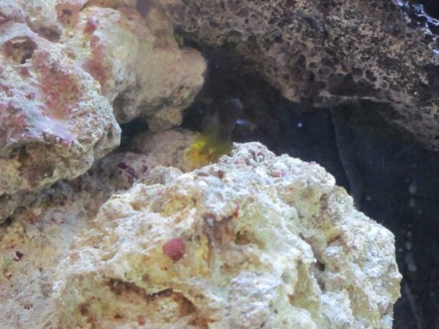 blenny 02.JPG