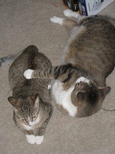 Joey and Katie 047.JPG