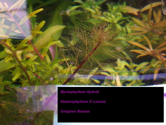 Heterophyllum X Laxum.jpg