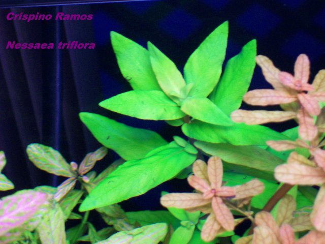 Nessaea triflora and Ludwigia inclinata.jpg