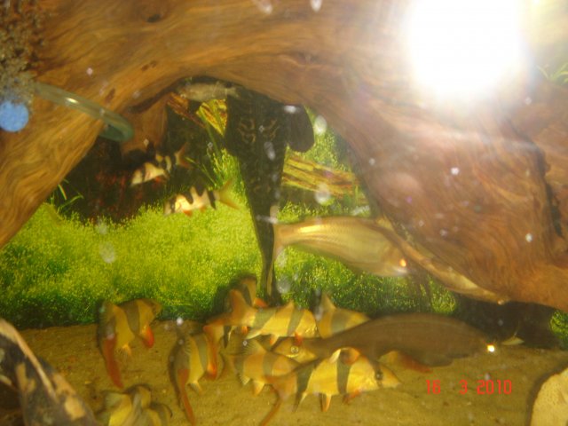 fish 640.JPG fish 640.JPG
