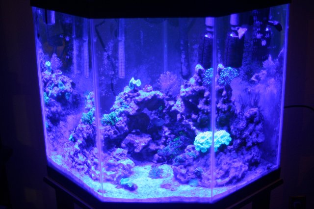 14 3W blues.JPG