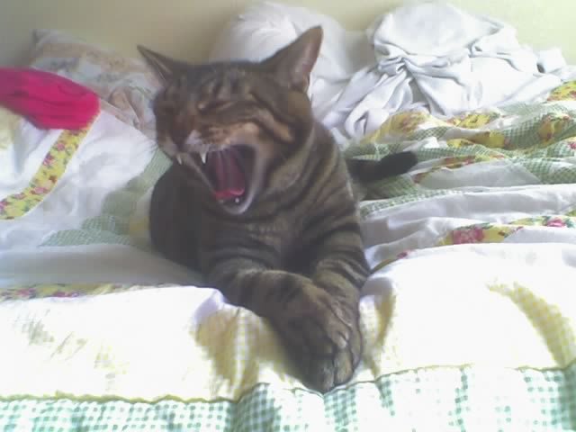 rawr.jpg