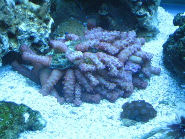 questionable coral 8.jpg questionable coral 8.jpg