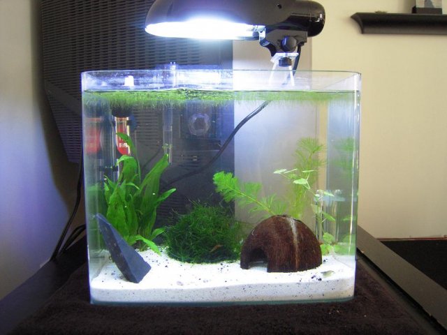 shrimpy4.jpg