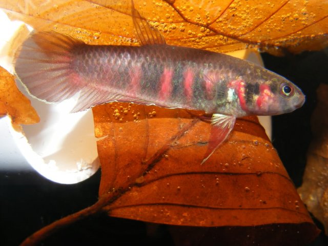 DSCF8090.jpg