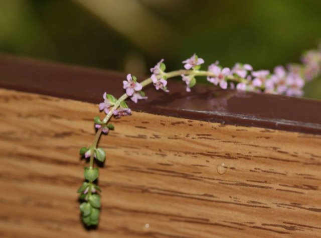 Purple flower chain 2.jpg