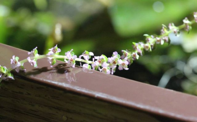 Purple flower chain.jpg