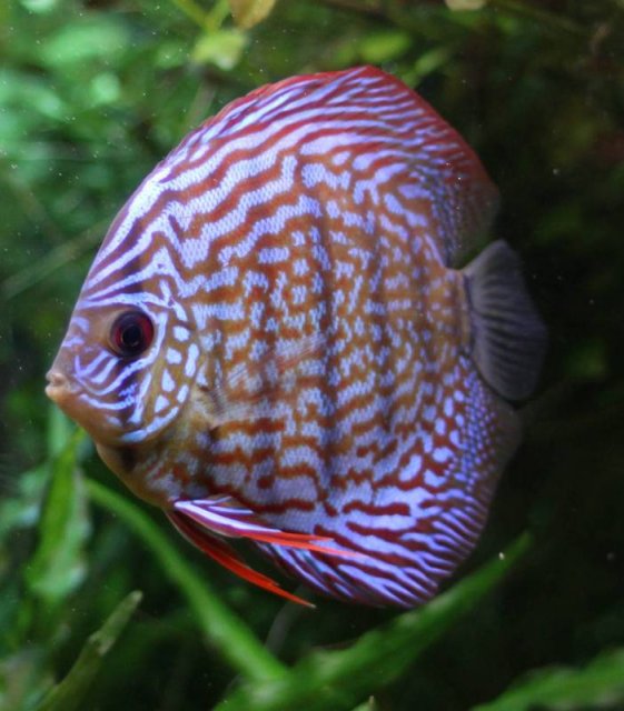 Blue and Red discus.jpg