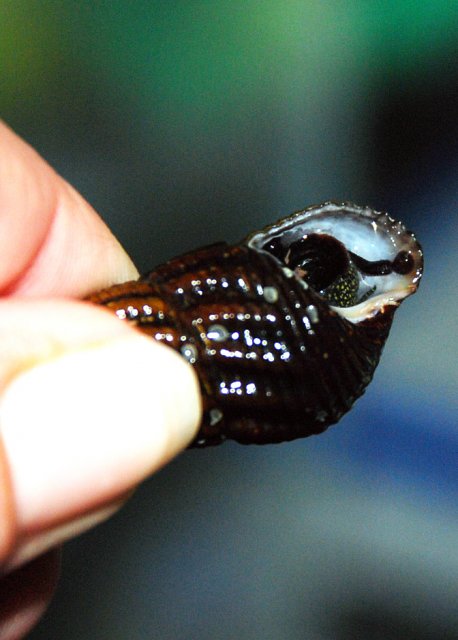 leeches on snail 2.jpg