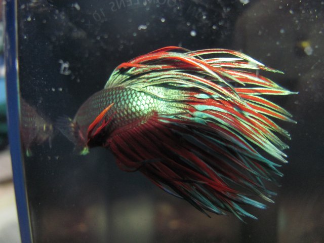 Majesty 4.jpg