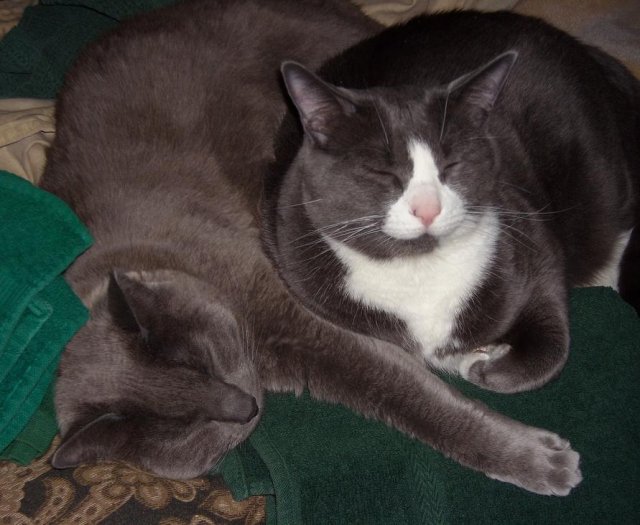 kitties.jpg