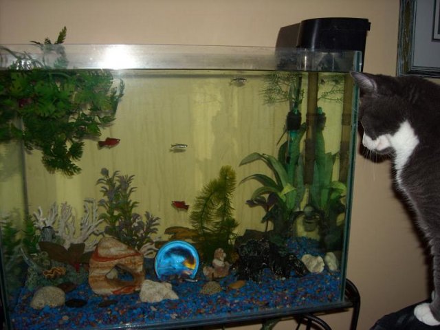 Cat TV 2.jpg
