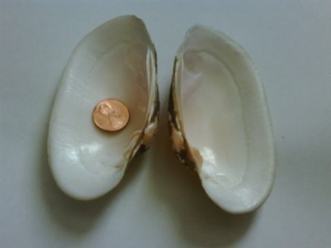 IMG00117-20100323-1710.jpg