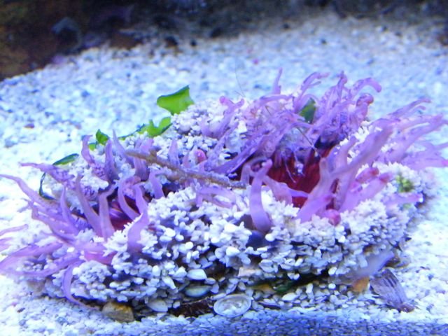 dahlia1.jpg