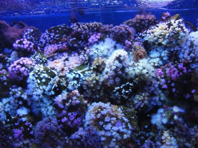 tank1.jpg