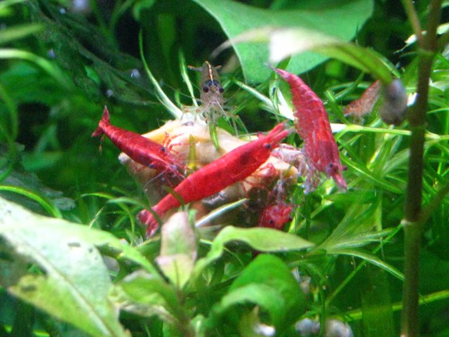 IMG_2369.JPG