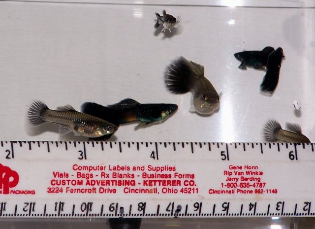 FBM flash 2 size right.jpg FBM flash 2 size right.jpg