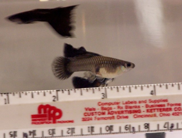 FBM adult female no flash.jpg FBM adult female no flash.jpg