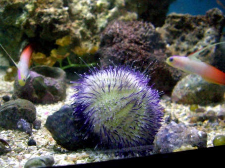 purple-urchin-and-firefish.jpg