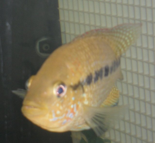 wcumbee1.jpg