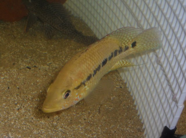 wcumbee2.jpg